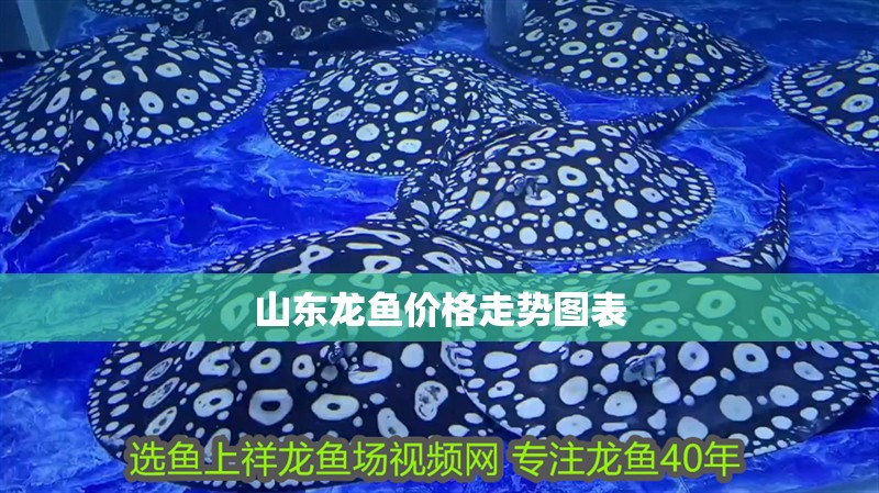 山東龍魚價格走勢圖表