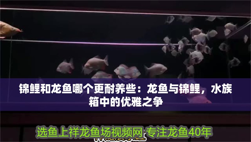 錦鯉和龍魚哪個更耐養些：龍魚與錦鯉，水族箱中的優雅之爭