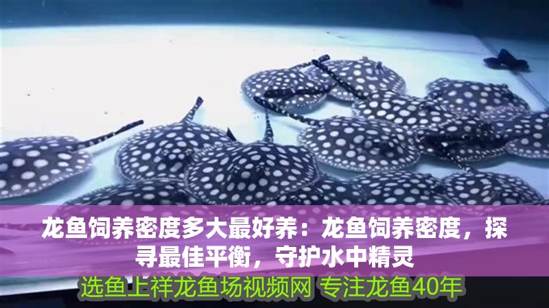 龍魚飼養密度多大最好養：龍魚飼養密度，探尋最佳平衡，守護水中精靈