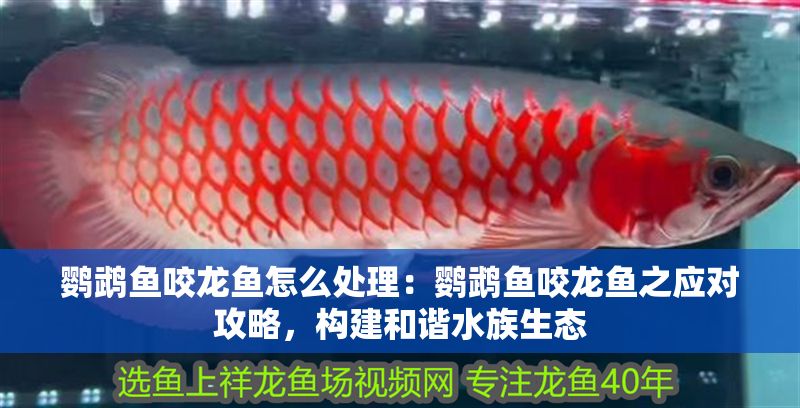鸚鵡魚咬龍魚怎么處理：鸚鵡魚咬龍魚之應(yīng)對(duì)攻略，構(gòu)建和諧水族生態(tài)