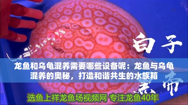 龍魚(yú)和烏龜混養(yǎng)需要哪些設(shè)備呢：龍魚(yú)與烏龜混養(yǎng)的奧秘，打造和諧共生的水族箱
