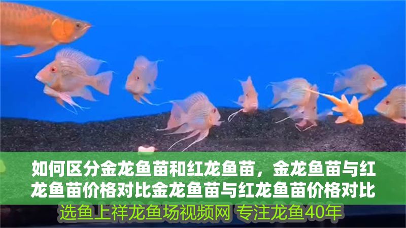 如何區分金龍魚苗和紅龍魚苗，金龍魚苗與紅龍魚苗價格對比金龍魚苗與紅龍魚苗價格對比
