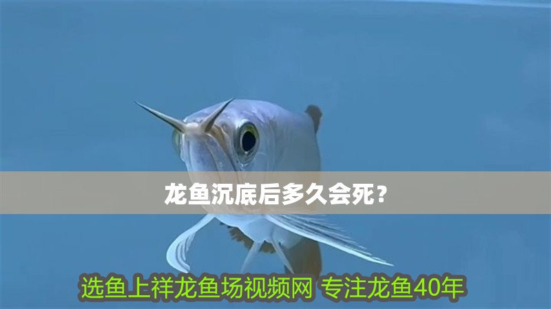 龍魚沉底后多久會死？