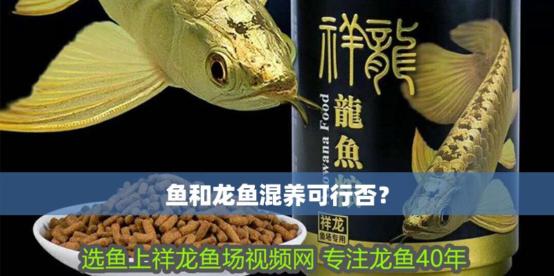 魚和龍魚混養(yǎng)可行否? 龍魚百科 第1張 魚和龍魚混養(yǎng)可行否? 魚和龍魚混養(yǎng)可行否? 龍魚百科 第1張