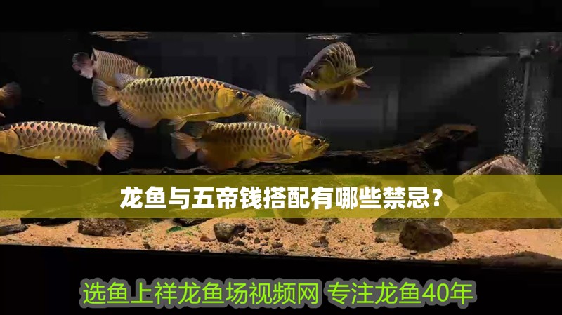 龍魚與五帝錢搭配有哪些禁忌？