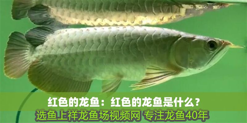 紅色的龍魚：紅色的龍魚是什么？