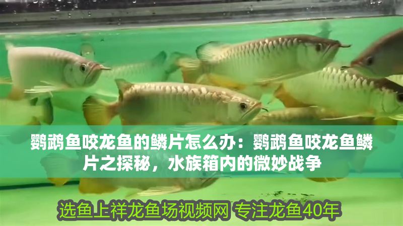 鸚鵡魚咬龍魚的鱗片怎么辦：鸚鵡魚咬龍魚鱗片之探秘，水族箱內的微妙戰爭