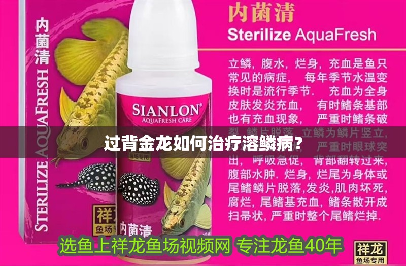 過背金龍如何治療溶鱗病？