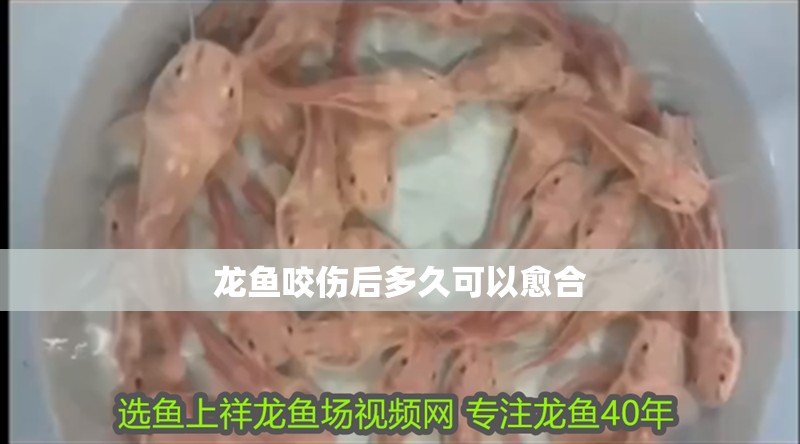 龍魚咬傷后多久可以愈合