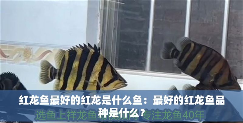 紅龍魚最好的紅龍是什么魚：最好的紅龍魚品種是什么？