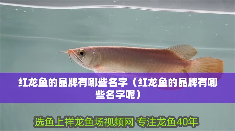 紅龍魚的品牌有哪些名字（紅龍魚的品牌有哪些名字呢）