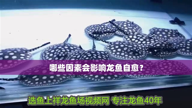 哪些因素會影響龍魚自愈？
