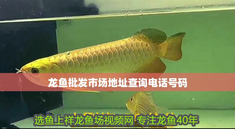 龍魚批發市場地址查詢電話號碼