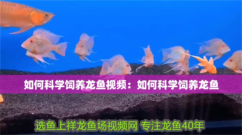 如何科學飼養龍魚視頻：如何科學飼養龍魚