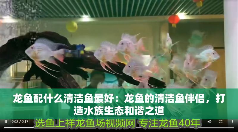 龍魚配什么清潔魚最好：龍魚的清潔魚伴侶，打造水族生態和諧之道