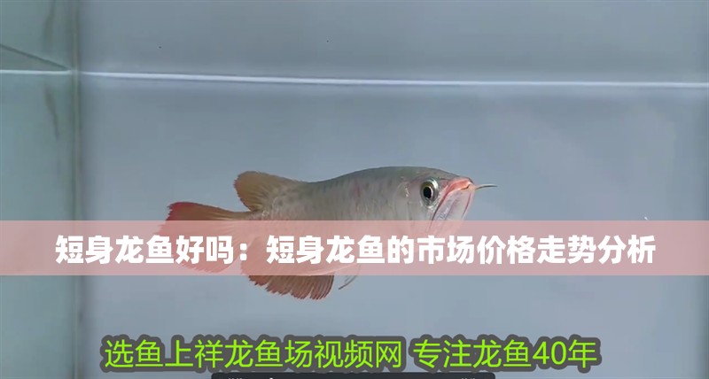 短身龍魚好嗎：短身龍魚的市場價格走勢分析