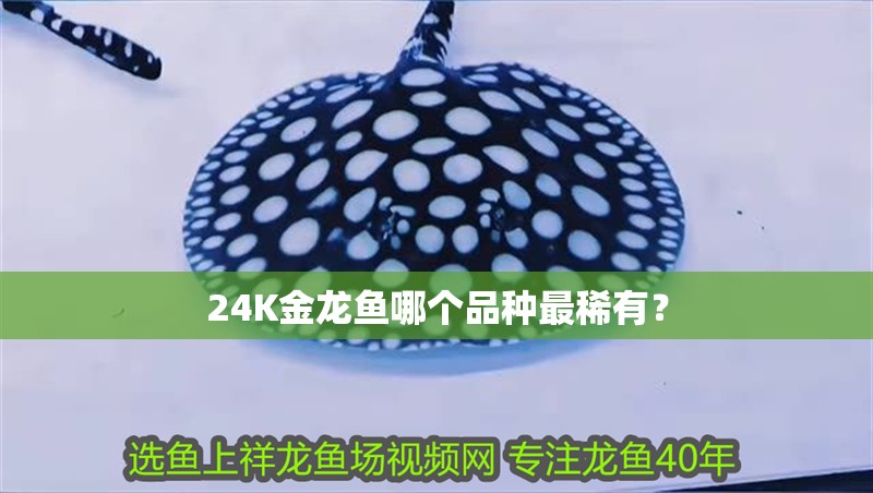 24K金龍魚哪個(gè)品種最稀有？