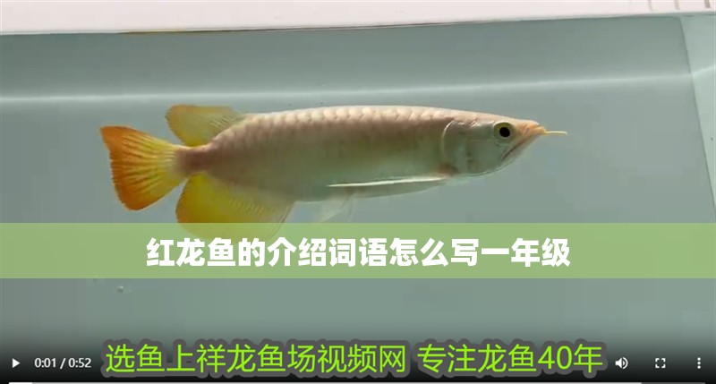 紅龍魚的介紹詞語怎么寫一年級