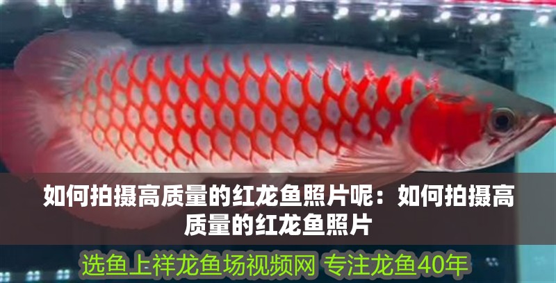 如何拍攝高質(zhì)量的紅龍魚照片呢：如何拍攝高質(zhì)量的紅龍魚照片