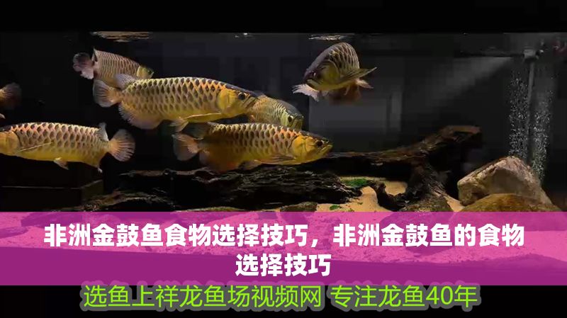 非洲金鼓魚食物選擇技巧，非洲金鼓魚的食物選擇技巧