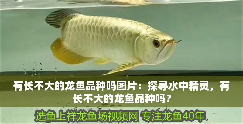 有長不大的龍魚品種嗎圖片：探尋水中精靈，有長不大的龍魚品種嗎？