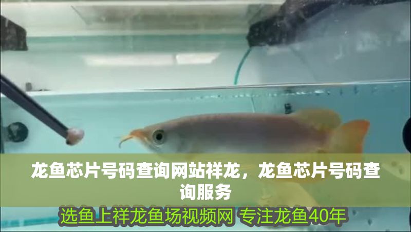 龍魚芯片號碼查詢網站祥龍，龍魚芯片號碼查詢服務