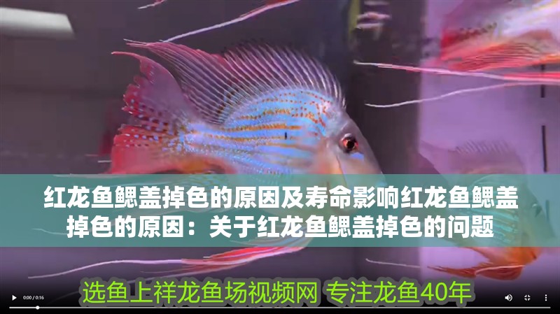 紅龍魚鰓蓋掉色的原因及壽命影響紅龍魚鰓蓋掉色的原因：關于紅龍魚鰓蓋掉色的問題