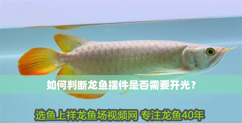 如何判斷龍魚擺件是否需要開光？