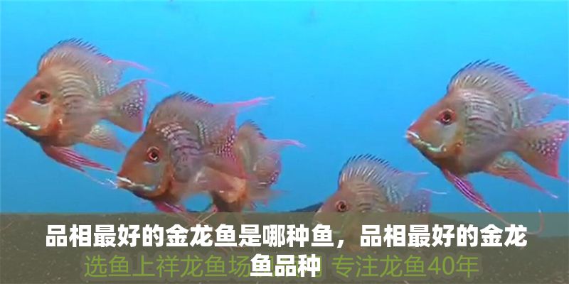 品相最好的金龍魚是哪種魚，品相最好的金龍魚品種