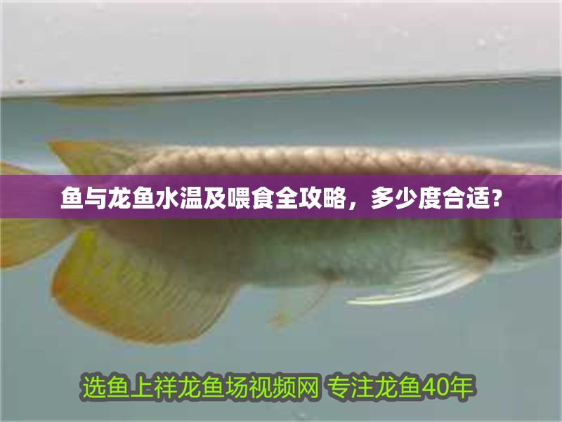 魚與龍魚水溫及喂食全攻略，多少度合適？