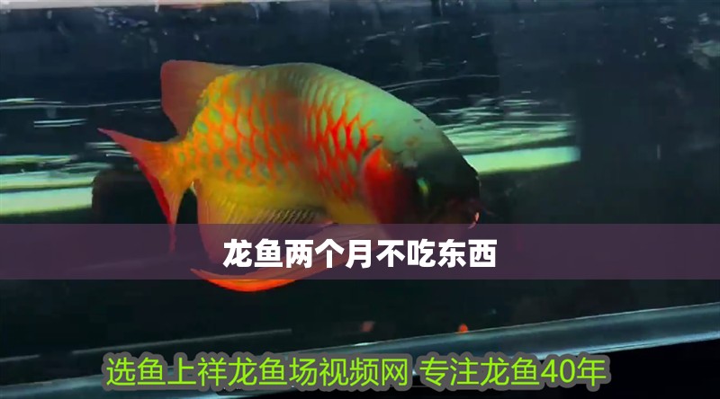 龍魚兩個月不吃東西