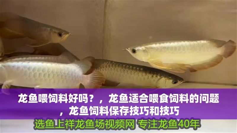 龍魚喂飼料好嗎？，龍魚適合喂食飼料的問題，龍魚飼料保存技巧和技巧