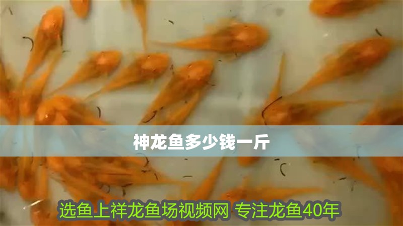 神龍魚多少錢一斤