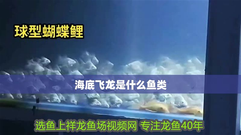 海底飛龍是什么魚類
