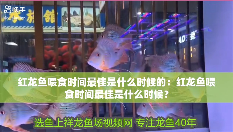 紅龍魚(yú)喂食時(shí)間最佳是什么時(shí)候的：紅龍魚(yú)喂食時(shí)間最佳是什么時(shí)候？