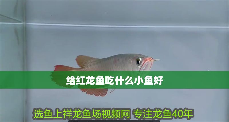給紅龍魚(yú)吃什么小魚(yú)好