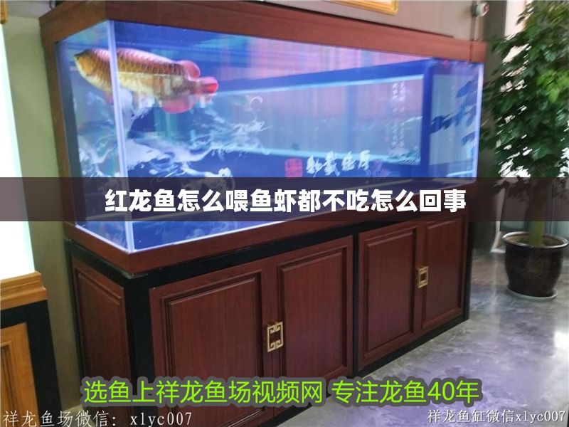 紅龍魚怎么喂魚蝦都不吃怎么回事
