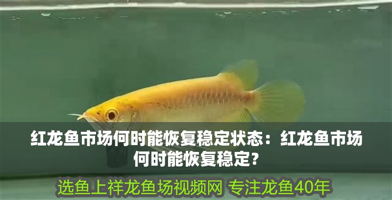 紅龍魚市場何時能恢復穩定狀態：紅龍魚市場何時能恢復穩定？