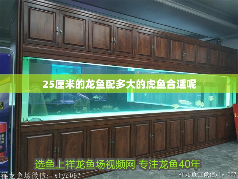25厘米的龍魚配多大的虎魚合適呢