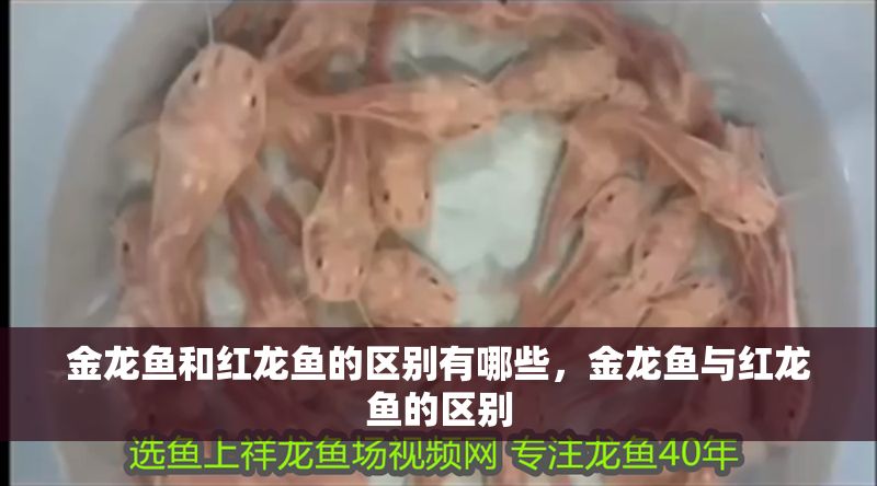 金龍魚和紅龍魚的區別有哪些，金龍魚與紅龍魚的區別