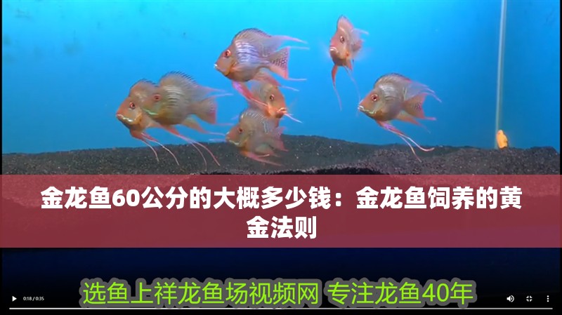金龍魚60公分的大概多少錢：金龍魚飼養的黃金法則