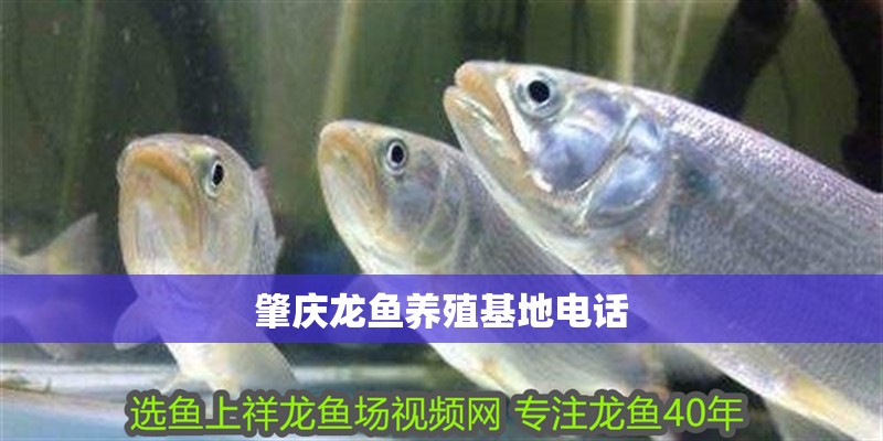 肇慶龍魚養殖基地電話