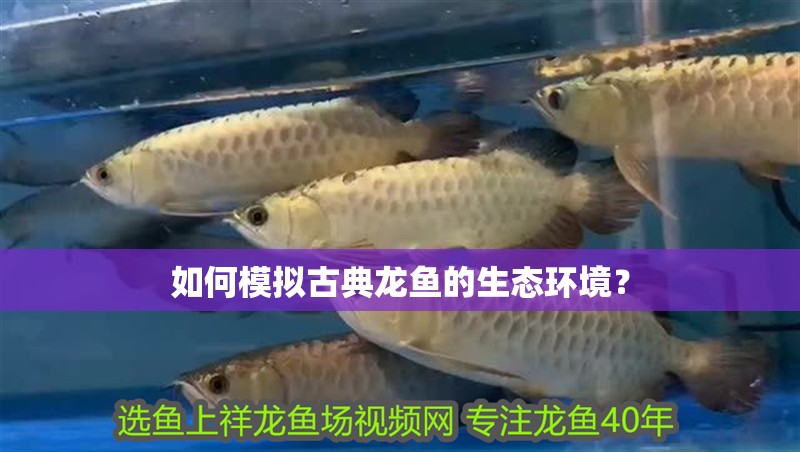 如何模擬古典龍魚的生態(tài)環(huán)境？