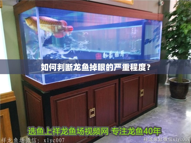 如何判斷龍魚掉眼的嚴重程度？
