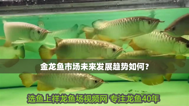 金龍魚市場未來發展趨勢如何？
