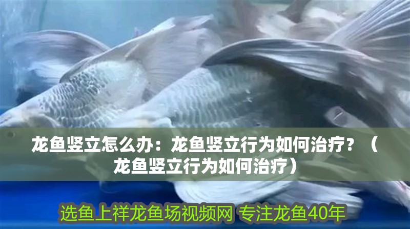 龍魚豎立怎么辦：龍魚豎立行為如何治療？（龍魚豎立行為如何治療）