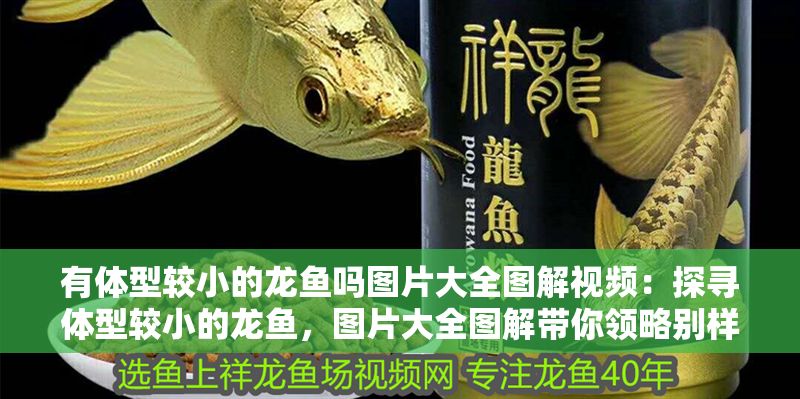 有體型較小的龍魚嗎圖片大全圖解視頻：探尋體型較小的龍魚，圖片大全圖解帶你領(lǐng)略別樣風采
