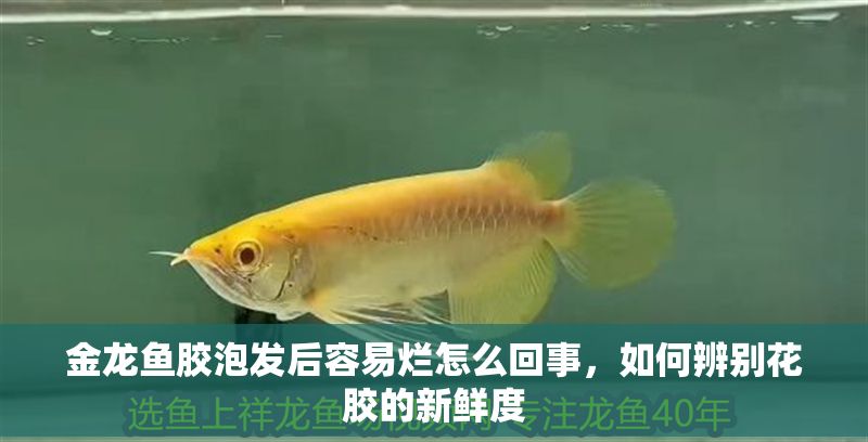 金龍魚膠泡發后容易爛怎么回事，如何辨別花膠的新鮮度