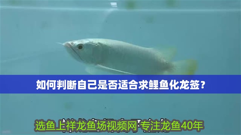 如何判斷自己是否適合求鯉魚化龍簽？ 如何判斷自己是否適合求鯉魚化龍簽？ 龍魚百科