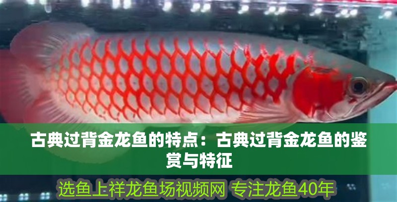古典過背金龍魚的特點：古典過背金龍魚的鑒賞與特征